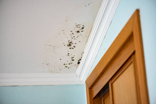 Best Post-Flood Mold Remediation in Covington, OH